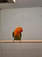 Agapornis fischeri pop, Dieren en Toebehoren, Vogels | Parkieten en Papegaaien, Vrouwelijk, Dwergpapegaai of Agapornis, Geringd