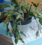 Kerstcactus die mooie, roze bloemen geeft, Huis en Inrichting, Kamerplanten, Ophalen of Verzenden