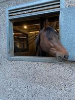Merrie te koop!, Merrie, Z