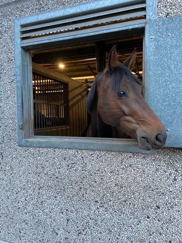 Merrie te koop!, Dieren en Toebehoren, Paarden, Merrie, Z
