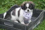 Boomer pups kruising shih -Tzu pup, Dieren en Toebehoren, Honden | Niet-rashonden, 15 weken tot 1 jaar, Buitenland, CDV (hondenziekte)