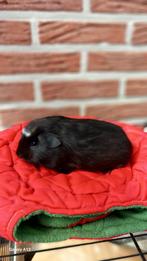 Gladhaar beertje zwart- crème Engels gekruind., Juni, Mannelijk, Cavia