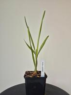 Butia capitata, Jardin & Terrasse, Plantes | Jardin, Enlèvement ou Envoi, Plante fixe, Plein soleil