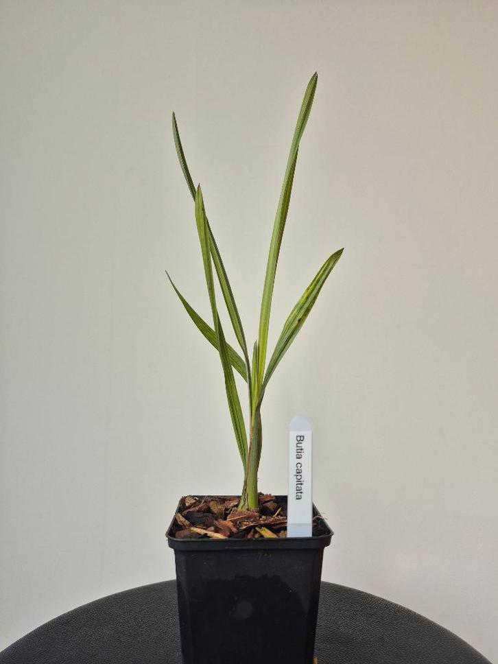 Butia capitata, Tuin en Terras, Planten | Tuinplanten, Vaste plant, Volle zon, Ophalen of Verzenden