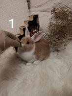 4 lapins nés le 01/01/2026, Dieren en Toebehoren, Konijnen