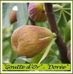 Superbes FIGUIERS « GOUTTE D'OR », 1,25/+ mètre, 18€/pièce, Enlèvement ou Envoi, Printemps, Plein soleil, Plantes fruitières