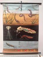 Oude schoolkaart insecten, Antiek en Kunst, Antiek | Schoolplaten, Ophalen