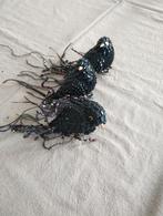 Kerstbal vogel, Ophalen