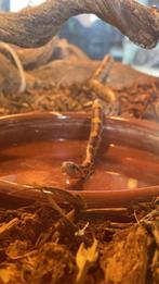Rattenslang+benodigdheden, Dieren en Toebehoren, Reptielen en Amfibieën, Slang, Met terrarium, 0 tot 2 jaar