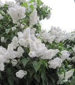 2 x syringa madame lemoine of jasmijn in pot, Tuin en Terras, Ophalen