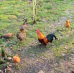 Hollandse krielen 5 hennen + haan, Dieren en Toebehoren, Pluimvee