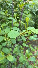 Spork vuilboom frangula alnus, Tuin en Terras, Ophalen