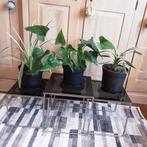 Kamerplanten 8€/st 20€ alles +GRATIS 3 nieuwe onderschotels, Huis en Inrichting, Ophalen of Verzenden, In pot, Minder dan 100 cm