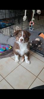 Lieve bordershep pupjes op boerderij ouders aanwezig, Dieren en Toebehoren, Honden | Herdershonden en Veedrijvers, België, CDV (hondenziekte)