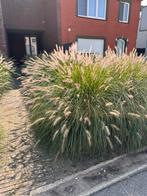 Grasbossen lampenpoetsersgras, Tuin en Terras, Ophalen, Herfst, Vaste plant, Siergrassen