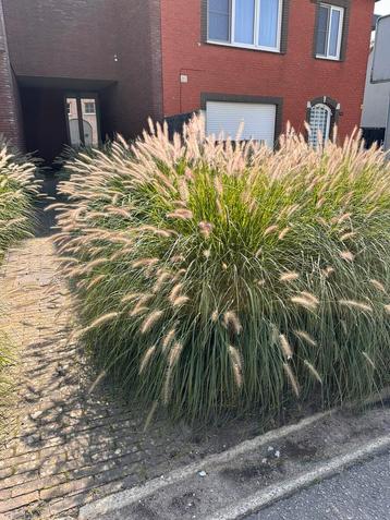 Grasbossen lampenpoetsersgras beschikbaar voor biedingen