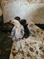 chabo kuikentjes, Dieren en Toebehoren