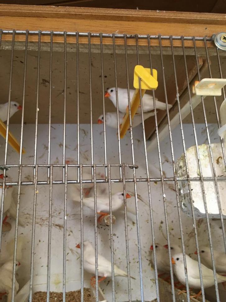 KWEEKKOPPELS: ZEBRAVINK - DIAMANTDUIF- PADDA'S, Dieren en Toebehoren, Vogels | Overige Vogels, Tropenvogel, Meerdere dieren