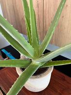Aloe vera - groot - met stenen pot, Ophalen, Vetplant, In pot, Minder dan 100 cm
