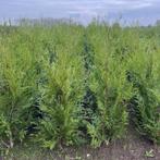 Haagplanten aan stuntprijzen!!, Ophalen, Taxus