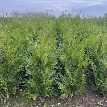 Haagplanten aan stuntprijzen!! beschikbaar voor biedingen