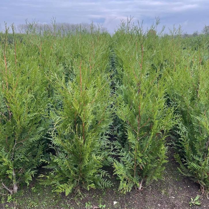 Haagplanten aan stuntprijzen!!, Tuin en Terras, Planten | Struiken en Hagen, Taxus, Ophalen