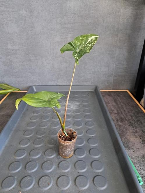 Syngonium albo variagata nr 14, Huis en Inrichting, Kamerplanten, Ophalen