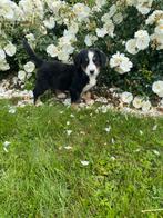 Berner Sennen pups, België, Overige rassen, CDV (hondenziekte), 8 tot 15 weken