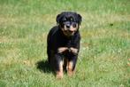 Rottweiler pups te koop, België, CDV (hondenziekte), 8 tot 15 weken, Teef