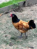 Vorwerk, Dieren en Toebehoren, Pluimvee