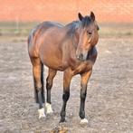 Top braaf getuigd. Recreatief gereden. Lieve ruin., Dieren en Toebehoren, Ruin