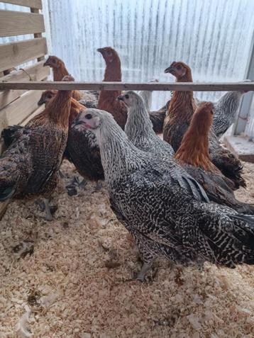silver/goldengrouse 4+1 free LEGKLAAR, Femelle, Poule ou poulet