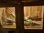Vitrinekast tropisch hout. Zeer sterk., Ophalen, Cottage..lamdelijk, 100 tot 150 cm, 150 tot 200 cm