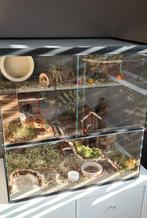 Dwerghamster Verblijf van Glas – 60x40x60 cm en Schuifruiten, Dieren en Toebehoren, Minder dan 60 cm, Ophalen of Verzenden, Minder dan 75 cm