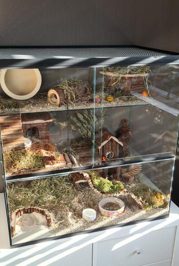 Dwerghamster Verblijf van Glas – 60x40x60 cm en Schuifruiten beschikbaar voor biedingen
