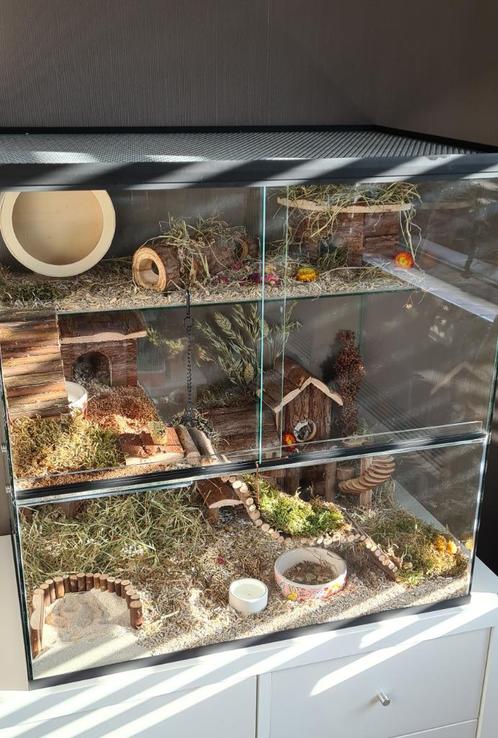 Dwerghamster Verblijf van Glas – 60x40x60 cm en Schuifruiten, Dieren en Toebehoren, Knaagdieren en Konijnen | Hokken en Kooien