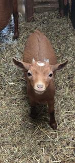 Schattig Jong Abrikoos Dwerggeit Mieke, Dieren en Toebehoren, Schapen, Geiten en Varkens