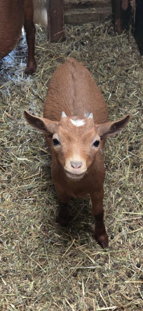 Schattig Jong Abrikoos Dwerggeit Mieke, Dieren en Toebehoren, Schapen, Geiten en Varkens
