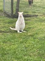 Witte kangoeroe man, Dieren en Toebehoren, Overige Dieren