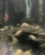 Jongvolwassen kersenbuikjes, Dieren en Toebehoren, Vis, Zoetwatervis, Schoolvis