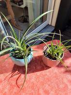 2 cactus planten in pot, Huis en Inrichting, Kamerplanten, Ophalen, Cactus, In pot