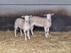 Easy care schapen, Dieren en Toebehoren, Vrouwelijk, Schaap, 0 tot 2 jaar