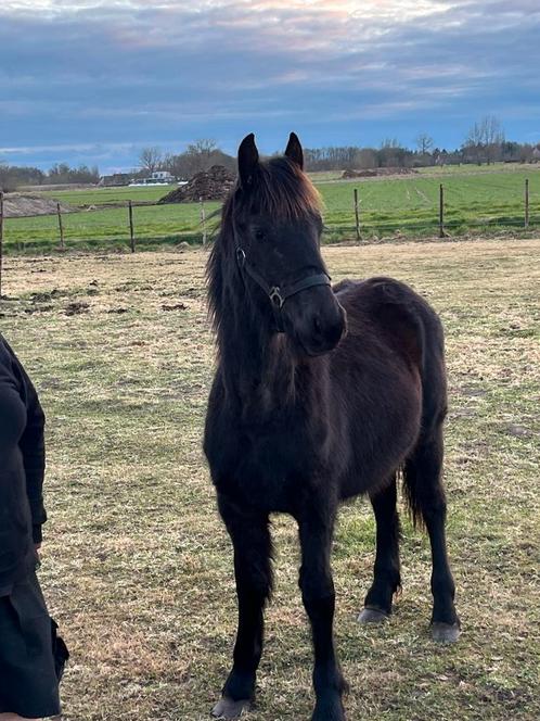Jaarling friese hengst, Dieren en Toebehoren, Paarden, Hengst