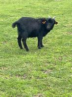 Minni geitjes, Dieren en Toebehoren, Schapen, Geiten en Varkens, Mannelijk, Geit, 0 tot 2 jaar