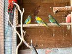 Splendid opaline + wildkleur, Dieren en Toebehoren, Vogels | Parkieten en Papegaaien, Meerdere dieren, Parkiet, Geringd