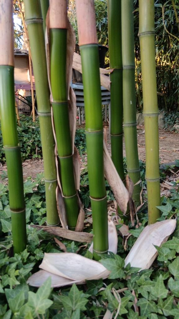 BAMBOO, Tuin en Terras, Overige Tuin en Terras, Nieuw, Ophalen