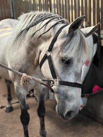 Stukje grond/weide gezogd, Mise à l'étable, 2 ou 3 chevaux ou poneys