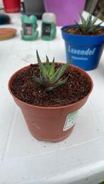 Vetplant / succulent stekjes, Ophalen, Vetplant, Halfschaduw, In pot