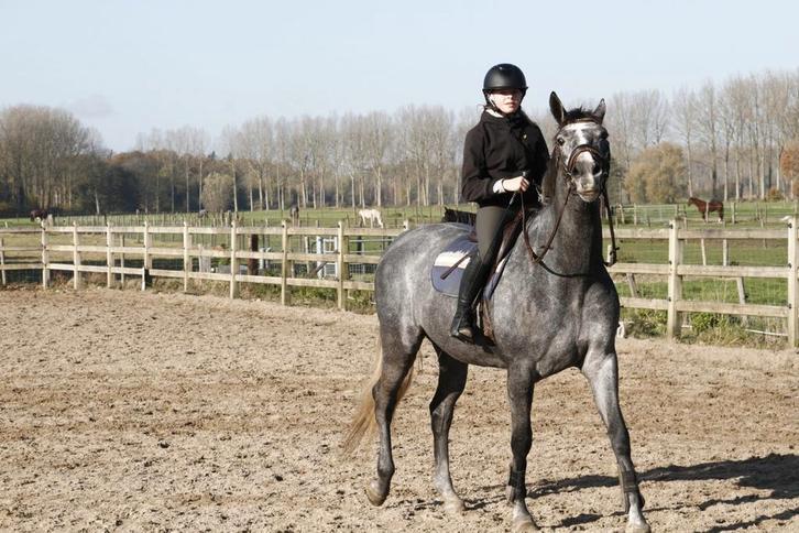 Springpaard gezocht., Animaux & Accessoires, Chevaux, Cheval de saut