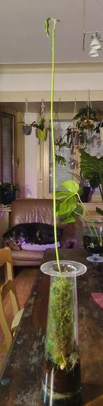 Bijzondere avocadoplant, Ophalen